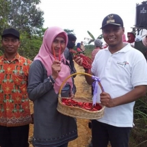 Lurah Batu 9 Menunjukkan Hasil Panen Cabai Organik