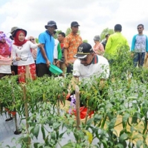 Wako Lis sedang memanen cabai merah organik